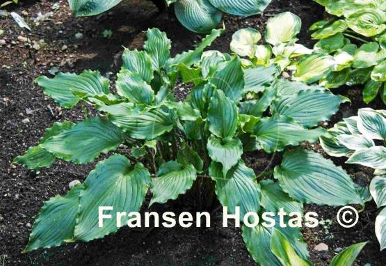 Hosta Ain't Misbehavin